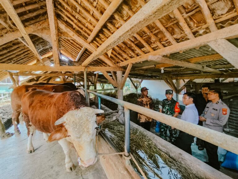 Inilah ciri ciri hewan qurban