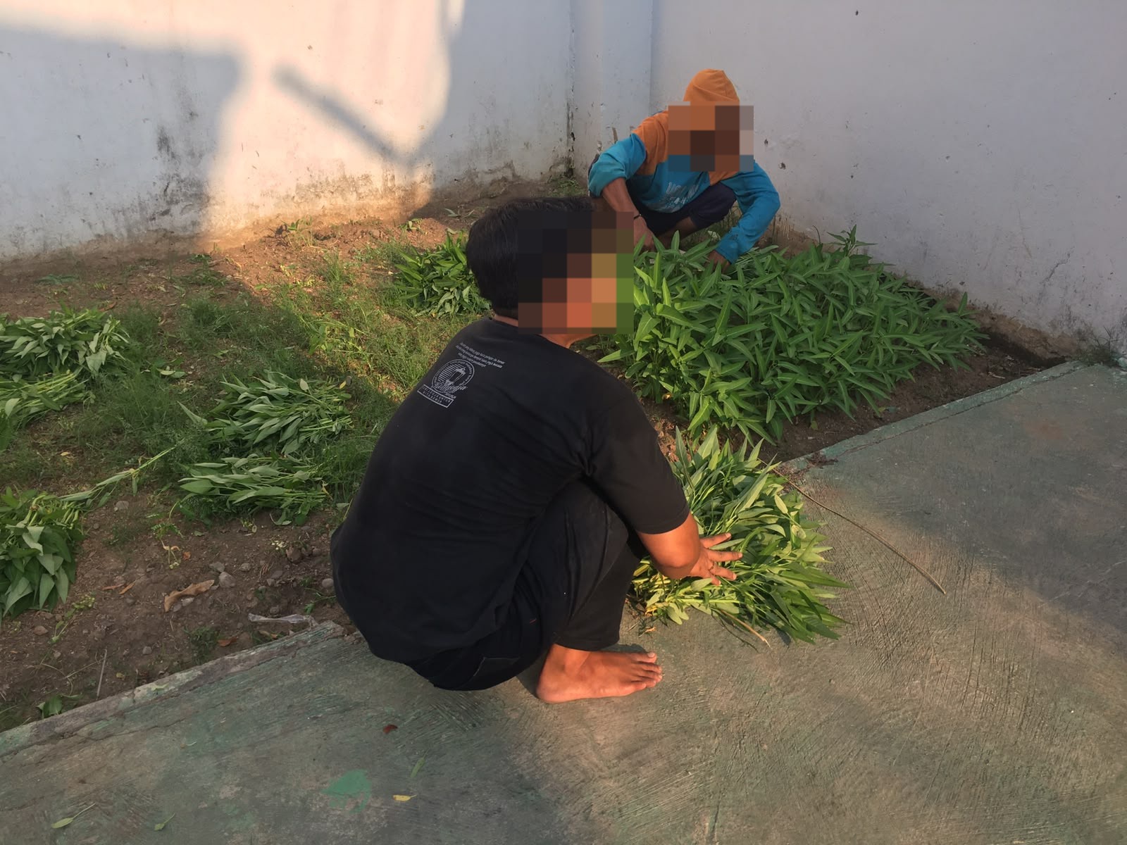 Panen Rutin Kangkung, Lapas Pati Dorong Produktivitas dan Kemandirian Warga Binaan
